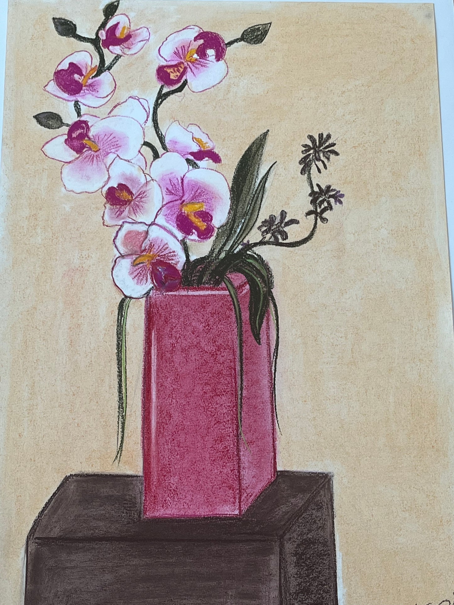 Douceur d'Orchidée