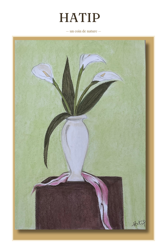 Lys calla